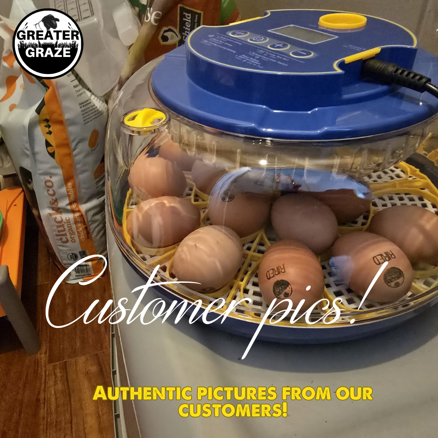 Rhode Island Red Fertile Hatching Eggs – Pre-Order Farm Fresh Free Range | Greater Graze™