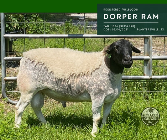 Blanc Star 1006 registered fullblood Blackhead Dorper ram standing in pasture near Plantersville Texas