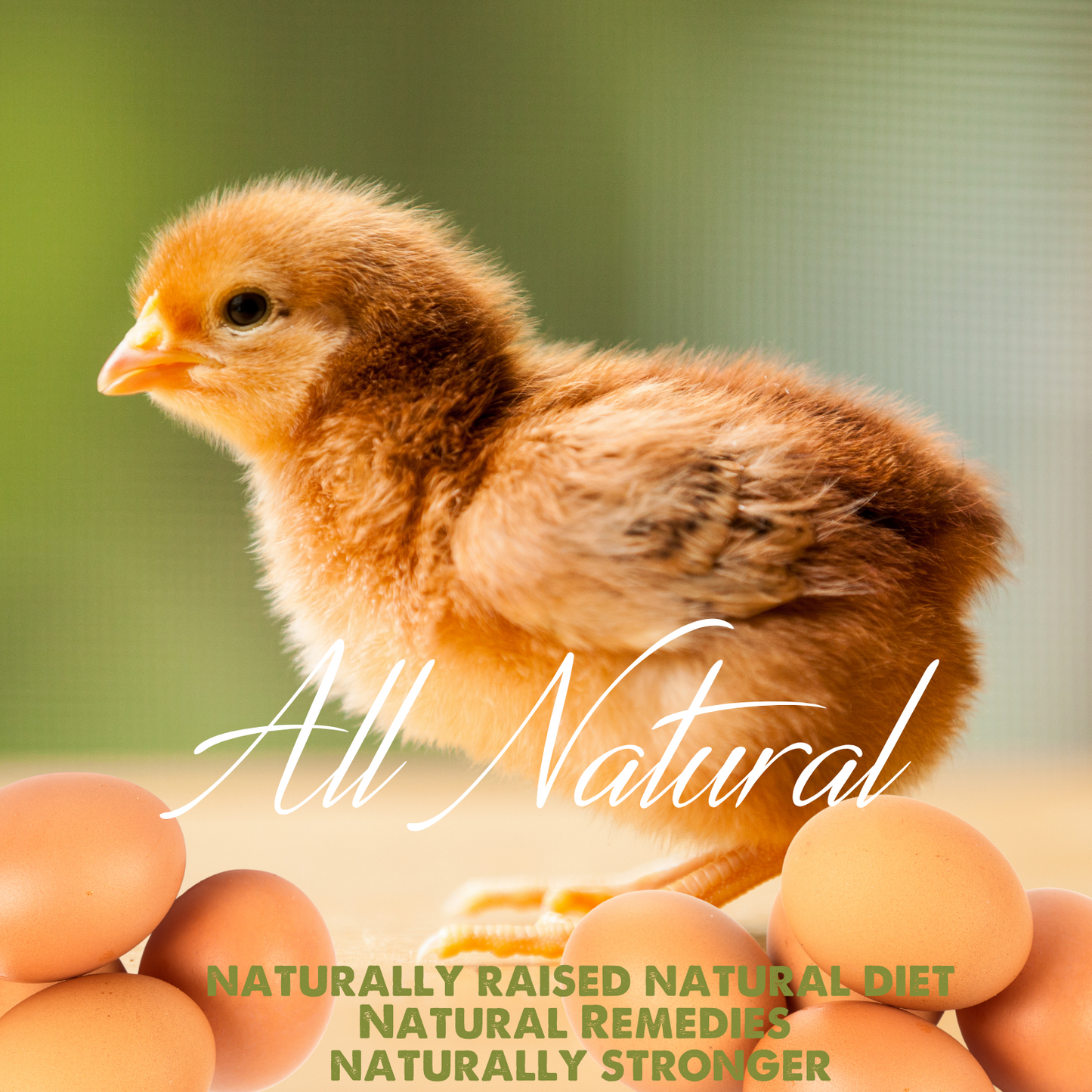 Rhode Island Red Fertile Hatching Eggs – Local Pickup, Choose Quantity | Greater Graze™