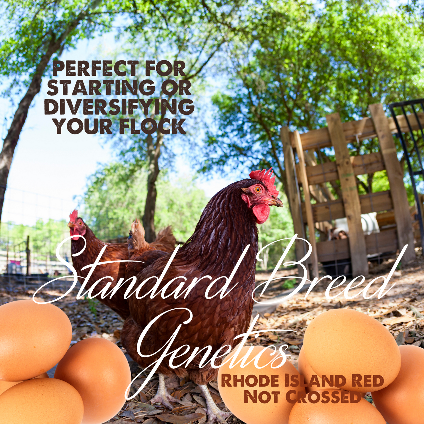 Rhode Island Red Fertile Hatching Eggs – Local Pickup, Choose Quantity | Greater Graze™