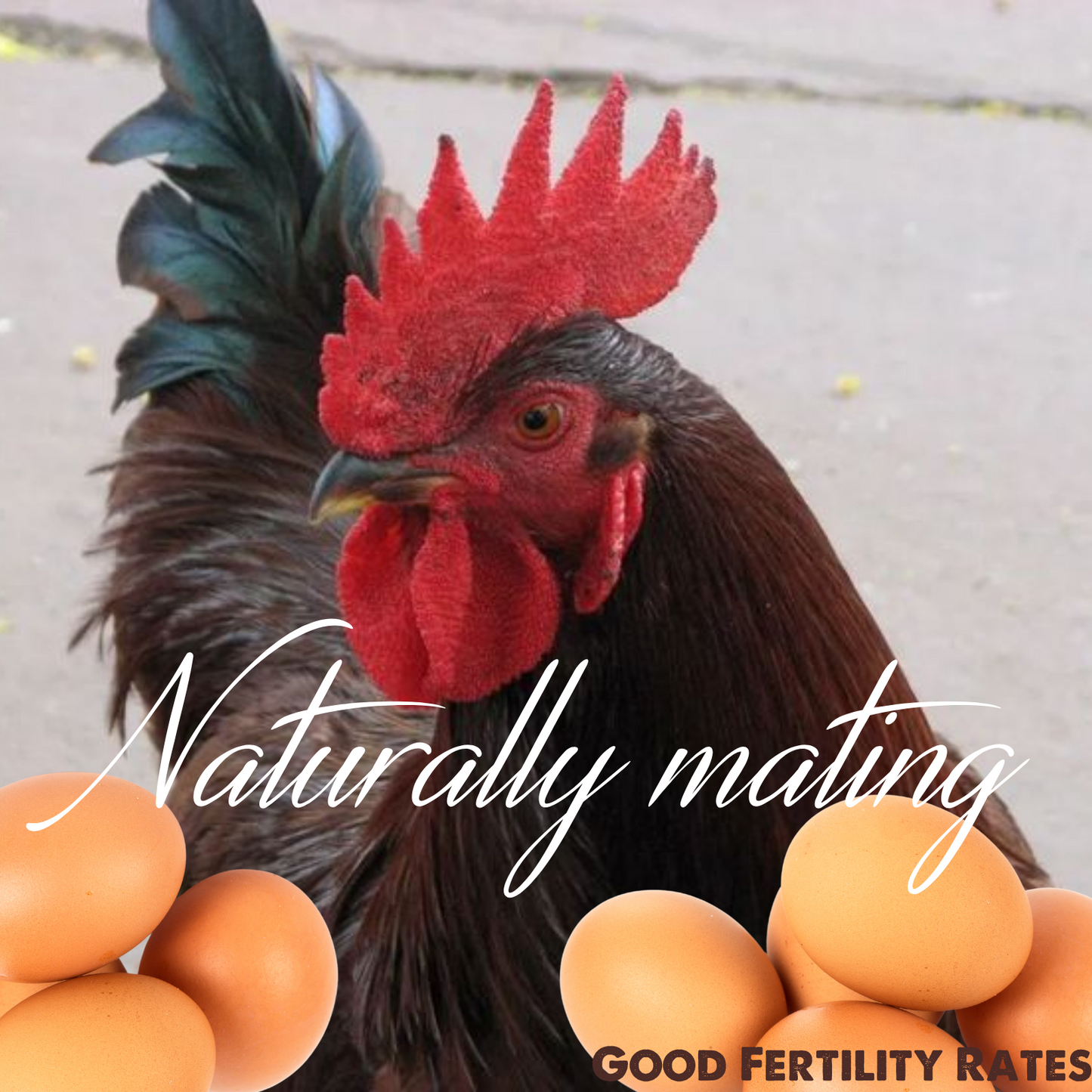 Rhode Island Red Fertile Hatching Eggs – Local Pickup, Choose Quantity | Greater Graze™
