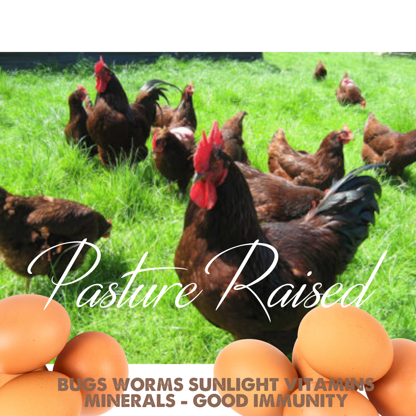 Rhode Island Red Fertile Hatching Eggs – Local Pickup, Choose Quantity | Greater Graze™