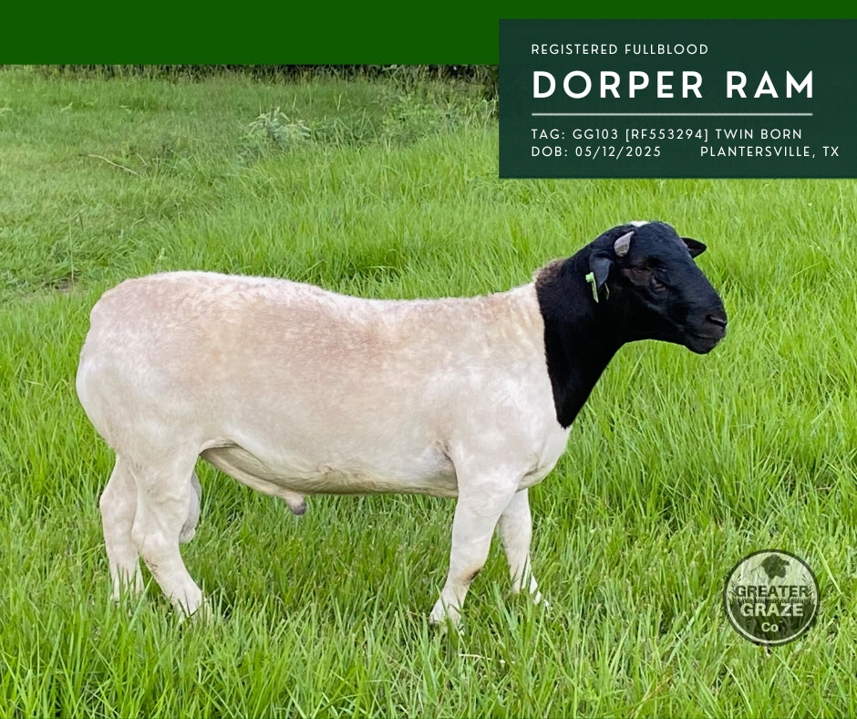 GG103 registered fullblood Blackhead Dorper ram for sale in Plantersville Texas