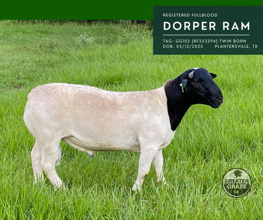 GG103 registered fullblood Blackhead Dorper ram for sale in Plantersville Texas