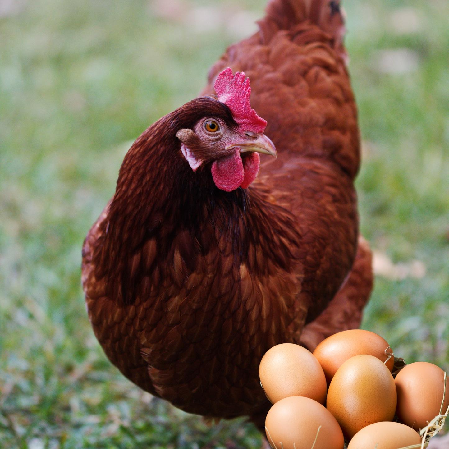 Rhode Island Red Fertile Hatching Eggs – Pre-Order Farm Fresh Free Range | Greater Graze™