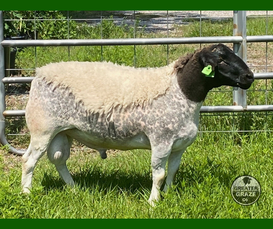 Side profile of Blanc Star 1006 proven registered fullblood Dorper breeding ram