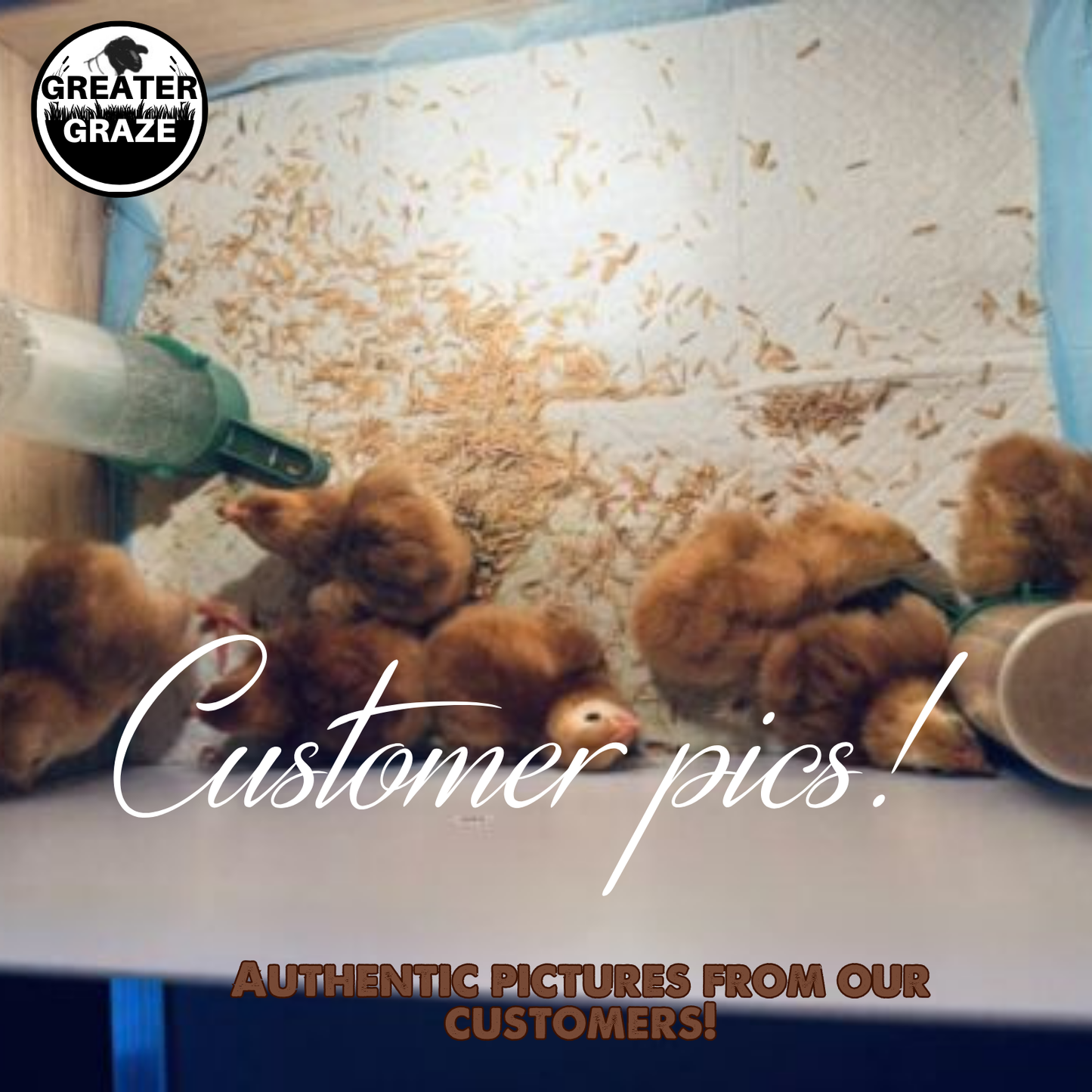 Rhode Island Red Fertile Hatching Eggs – Pre-Order Farm Fresh Free Range | Greater Graze™