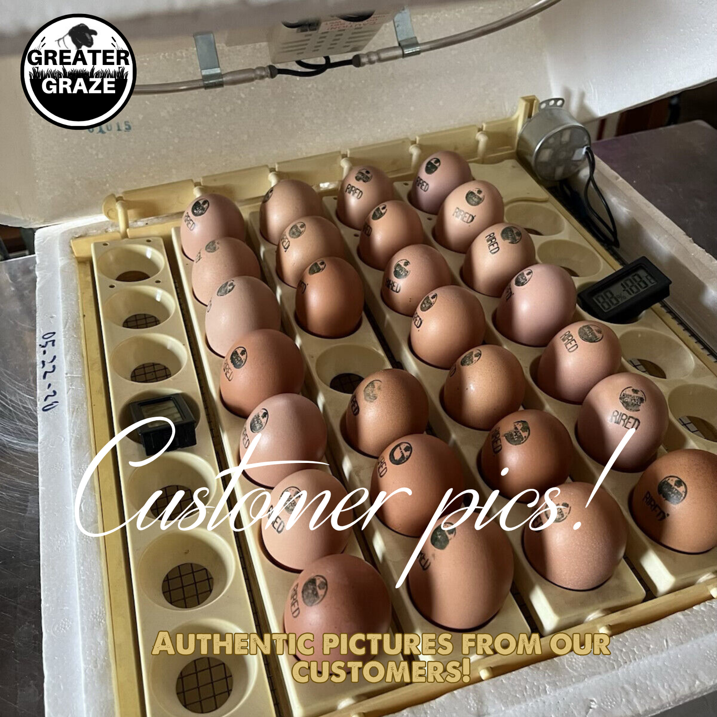 Rhode Island Red Fertile Hatching Eggs – Pre-Order Farm Fresh Free Range | Greater Graze™