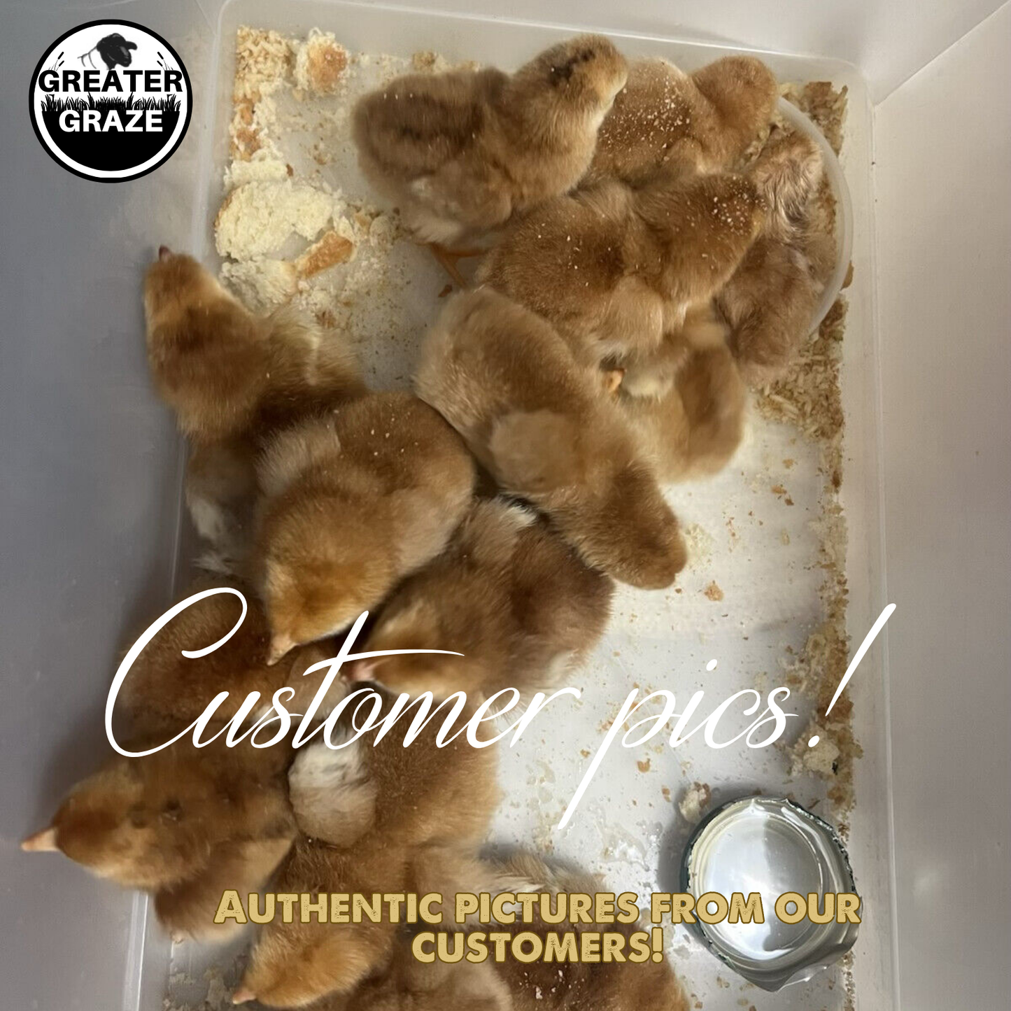 Rhode Island Red Fertile Hatching Eggs – Pre-Order Farm Fresh Free Range | Greater Graze™