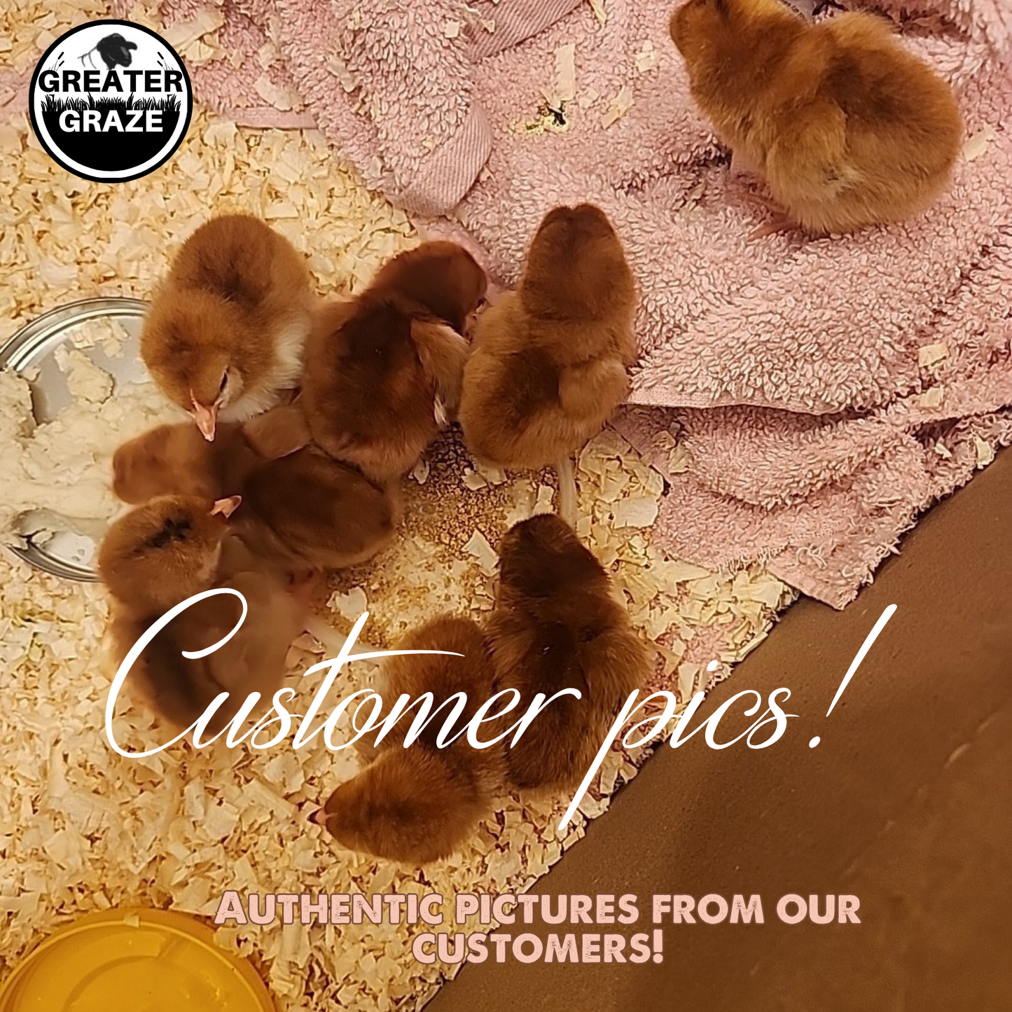 Rhode Island Red Fertile Hatching Eggs – Farm Fresh, Free Range, Fast Free Expedited Shipping | Greater Graze™