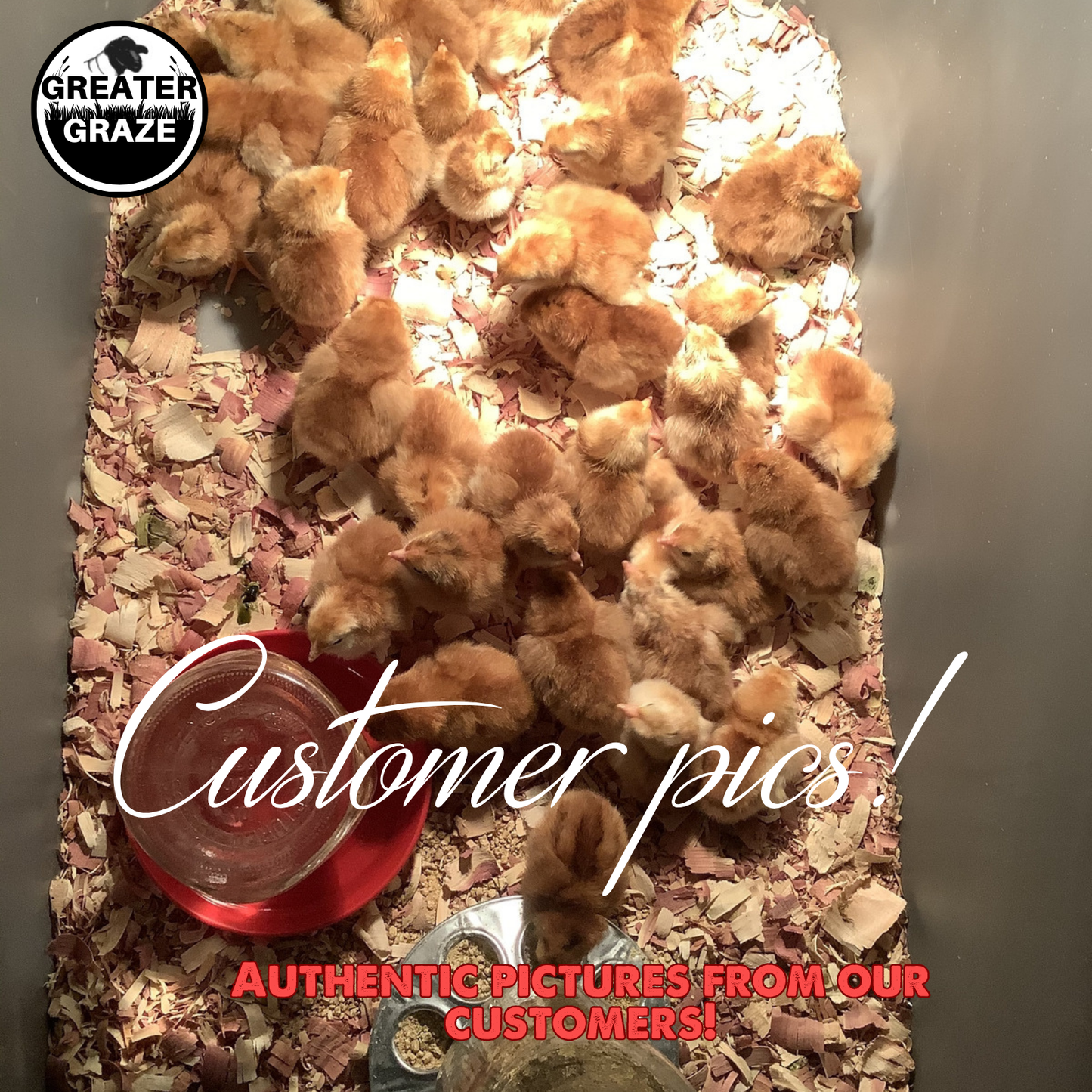 Rhode Island Red Fertile Hatching Eggs – Local Pickup, Choose Quantity | Greater Graze™