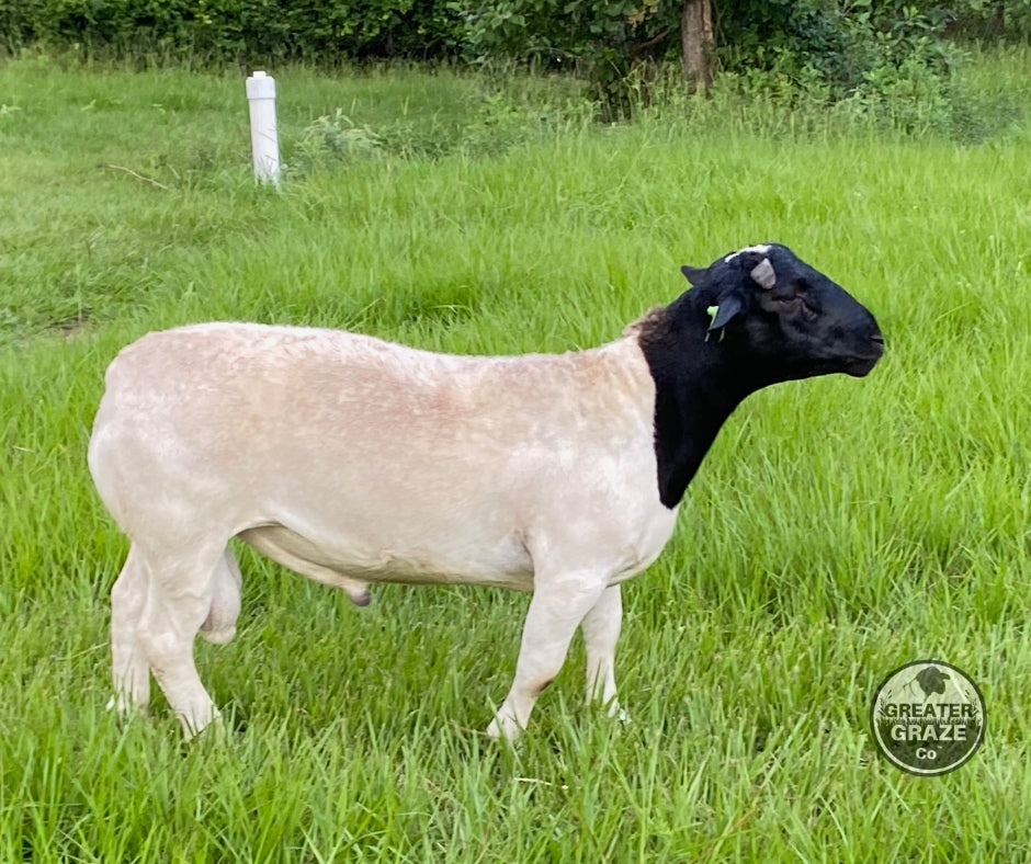 Side profile of GG103 registered fullblood Blackhead Dorper breeding ram