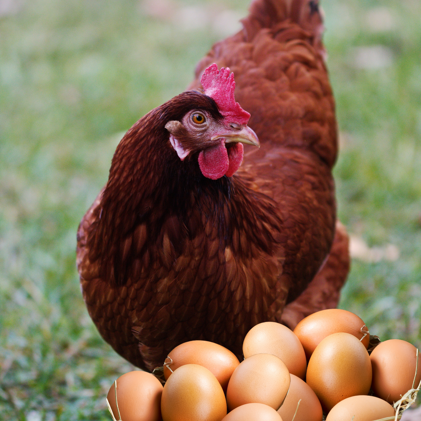 Rhode Island Red Fertile Hatching Eggs – Farm Fresh, Free Range, Fast Free Expedited Shipping | Greater Graze™