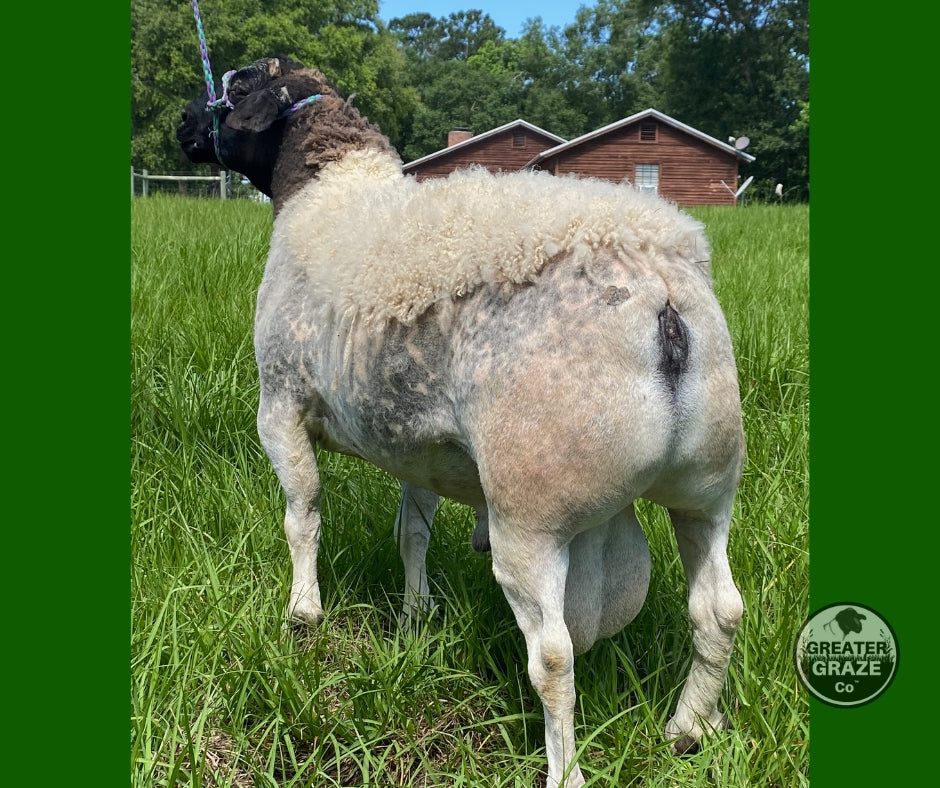 Muscular hindquarters of Blanc Star 1006 mature Blackhead Dorper ram