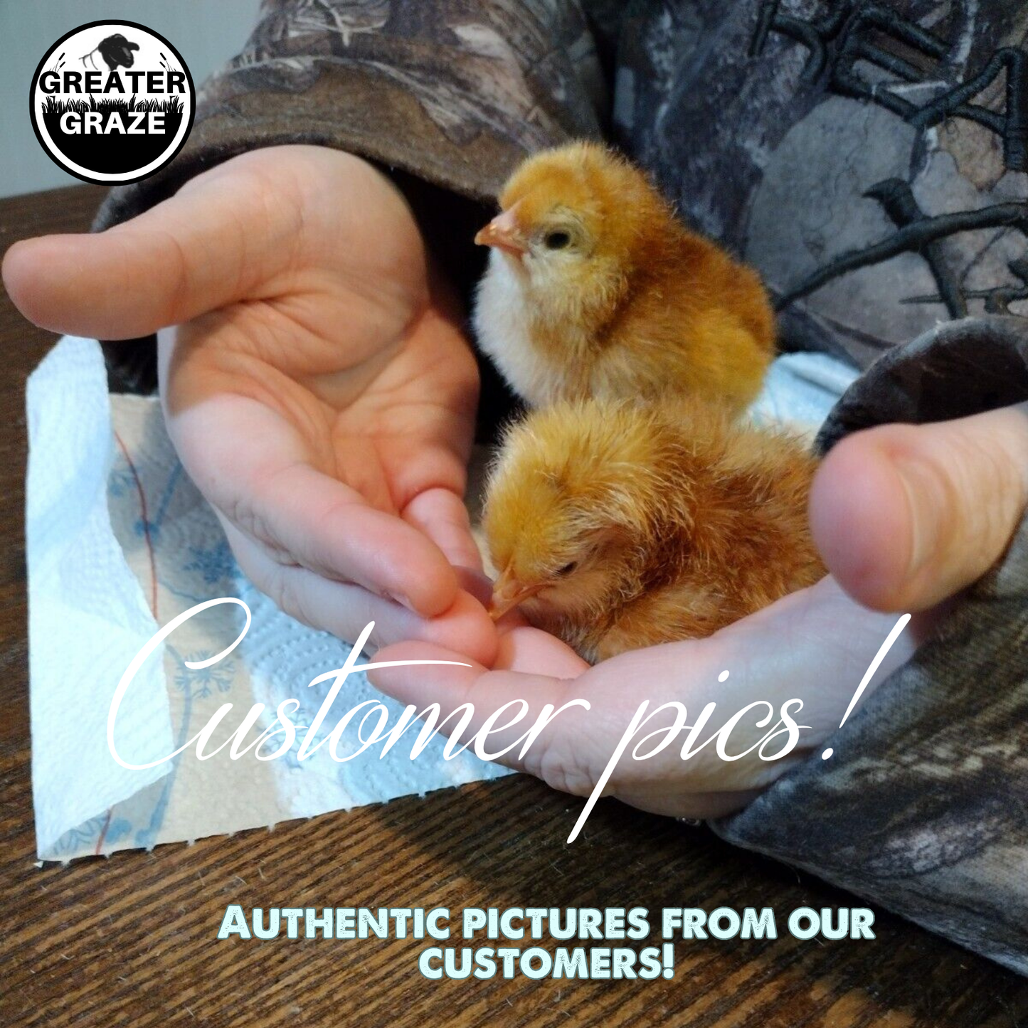Rhode Island Red Fertile Hatching Eggs – Local Pickup, Choose Quantity | Greater Graze™