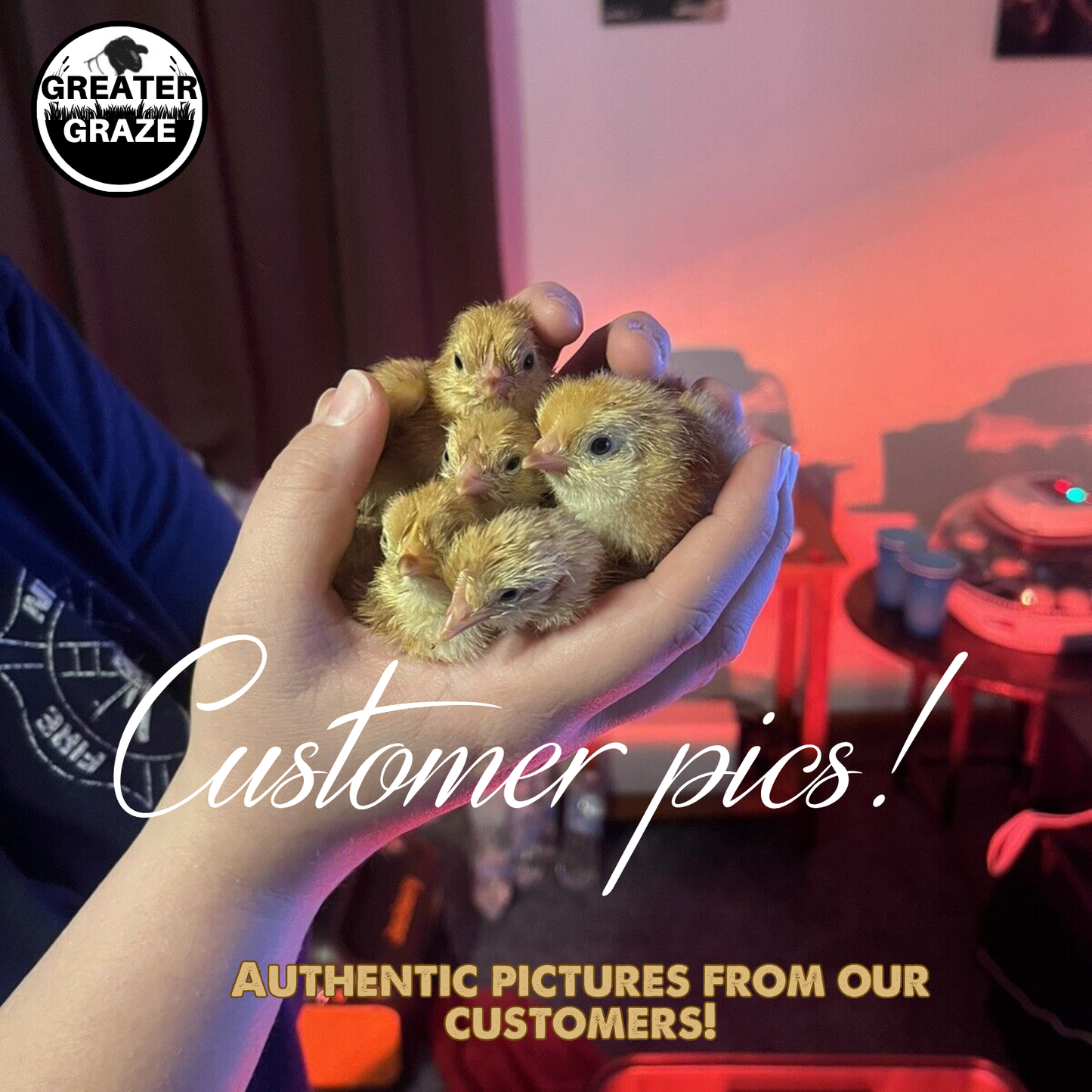 Rhode Island Red Fertile Hatching Eggs – Farm Fresh, Free Range, Fast Free Expedited Shipping | Greater Graze™
