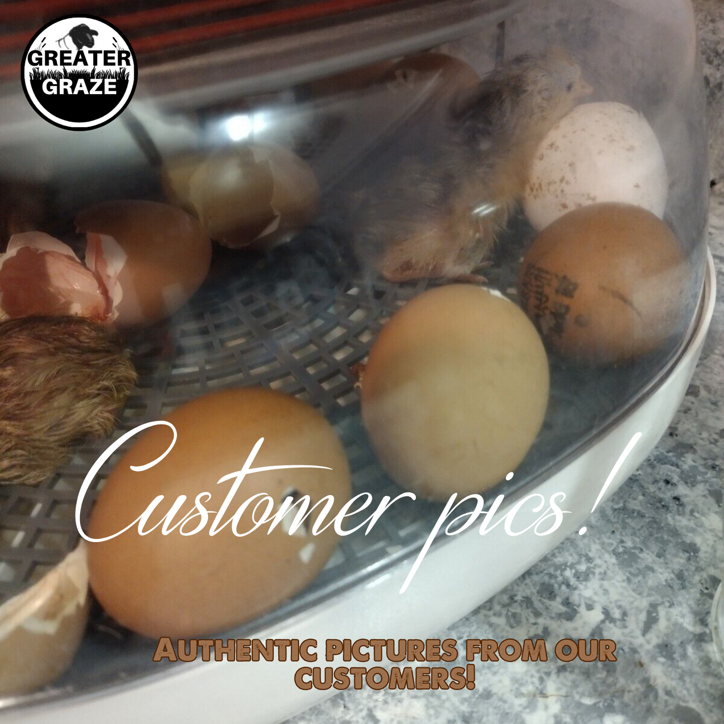 Rhode Island Red Fertile Hatching Eggs – Pre-Order Farm Fresh Free Range | Greater Graze™