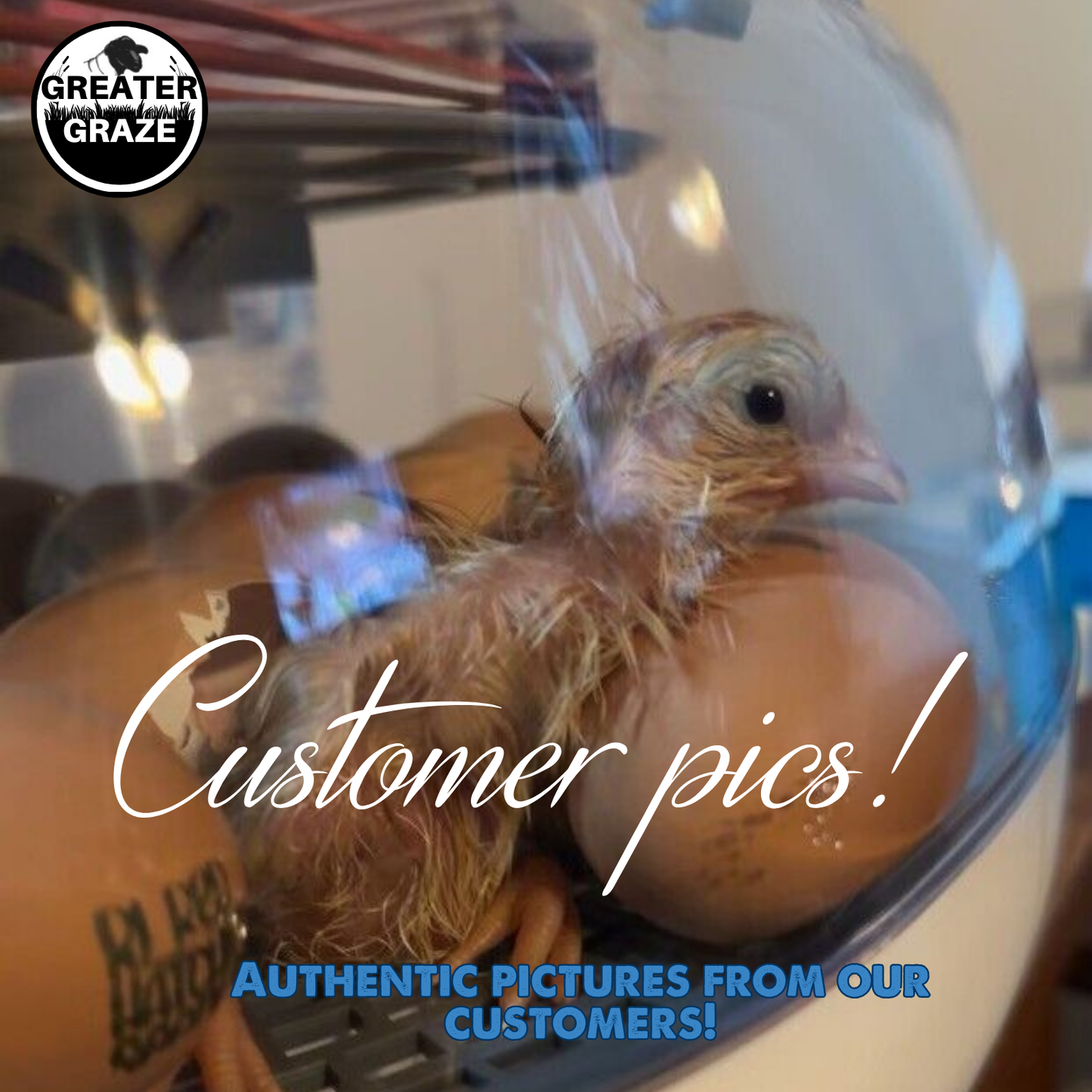 Rhode Island Red Fertile Hatching Eggs – Farm Fresh, Free Range, Fast Free Expedited Shipping | Greater Graze™