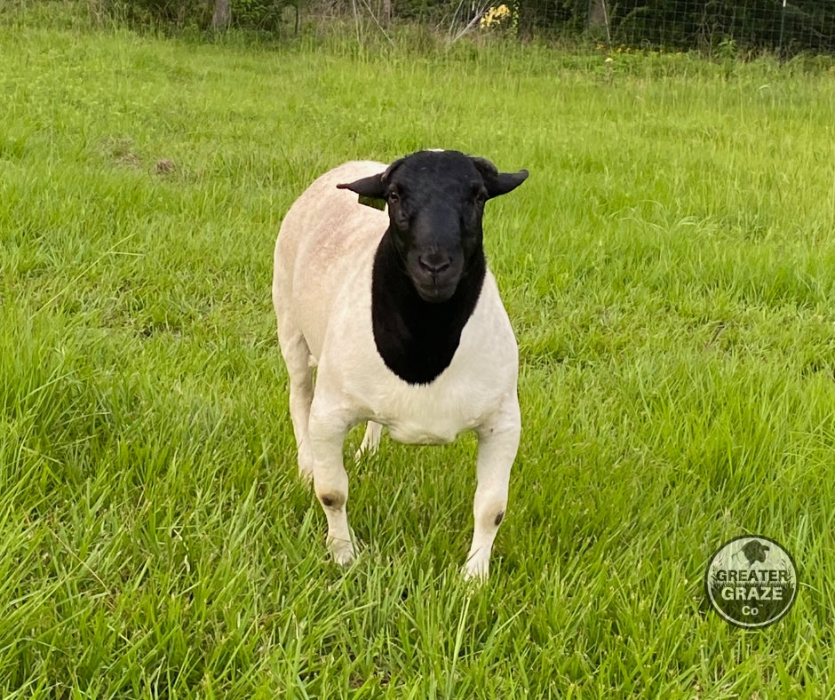 Front chest and stance of registered Blackhead Dorper ram GG103