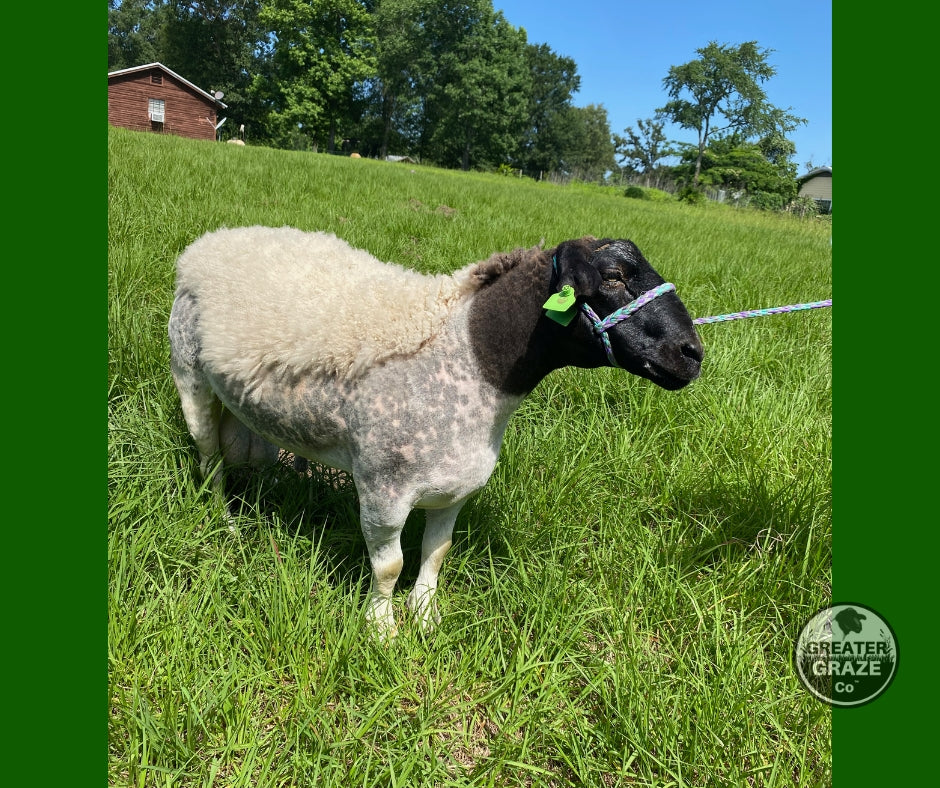 Masculine head and neck of registered Blackhead Dorper ram Blanc Star 1006