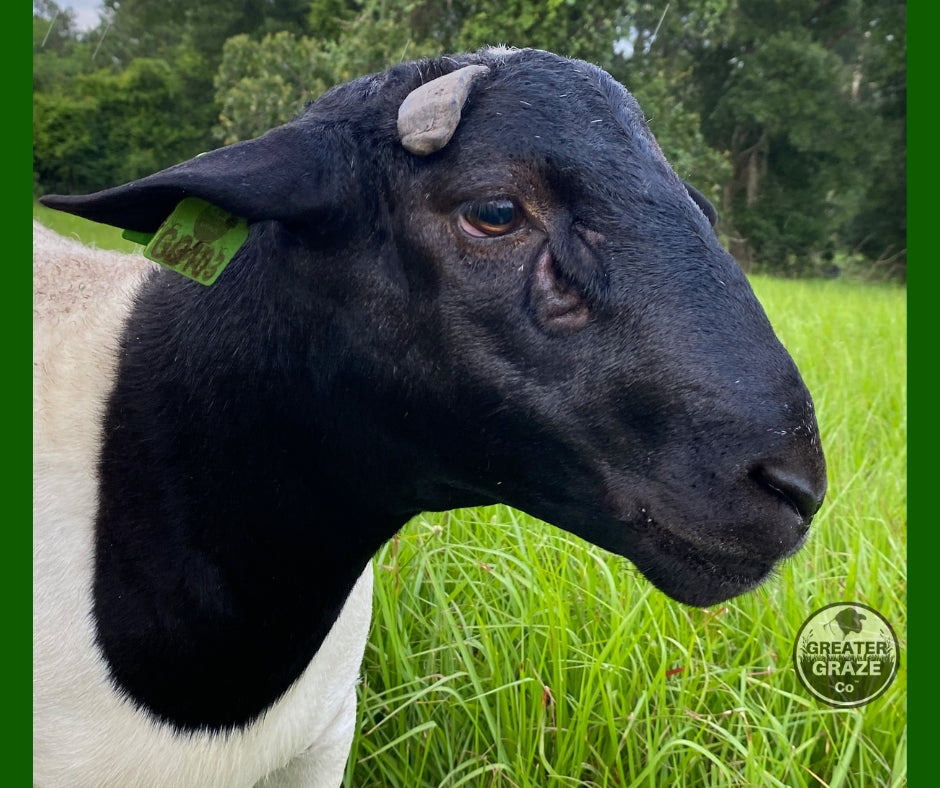 Head and pigmentation of fullblood Blackhead Dorper ram GG103