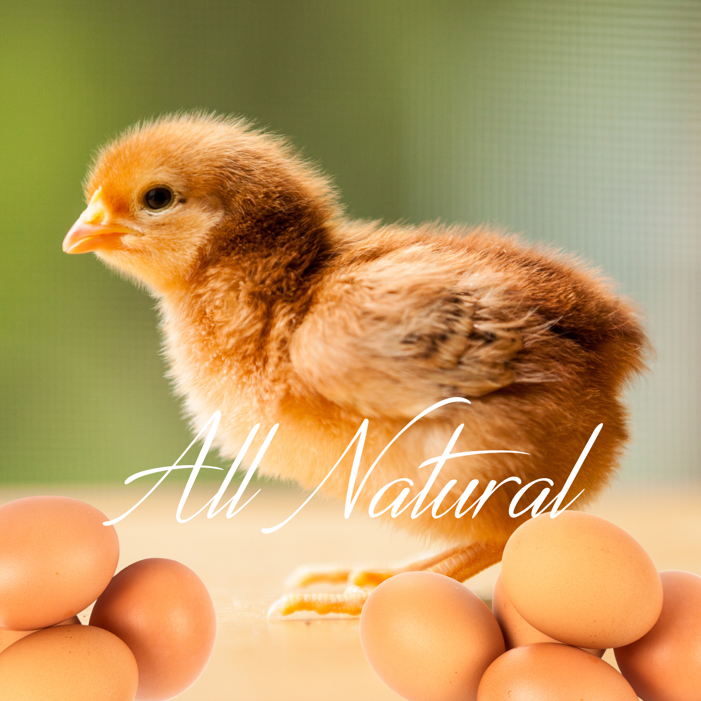 Rhode Island Red Fertile Hatching Eggs – Pre-Order Farm Fresh Free Range | Greater Graze™