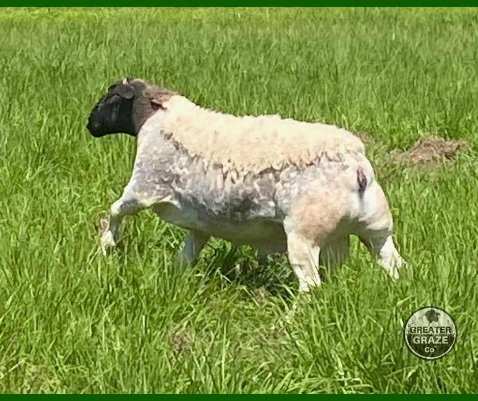 Blanc Star 1006 | Proven Registered Fullblood Dorper Ram