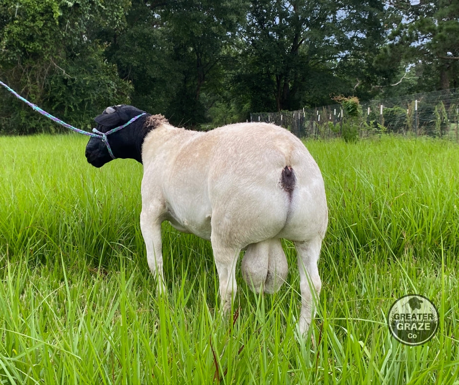 Hindquarter development and rear width of Dorper ram GG103