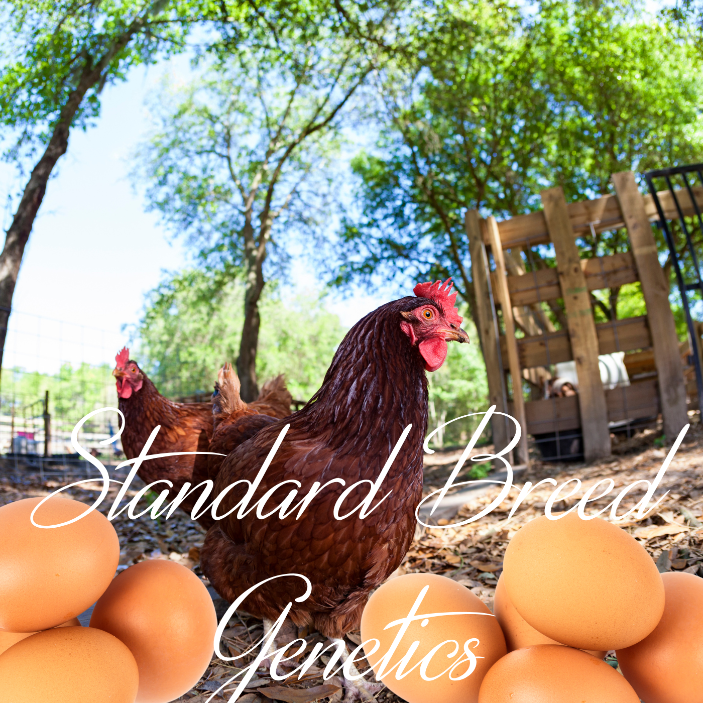 Rhode Island Red Fertile Hatching Eggs – Farm Fresh, Free Range, Fast Free Expedited Shipping | Greater Graze™