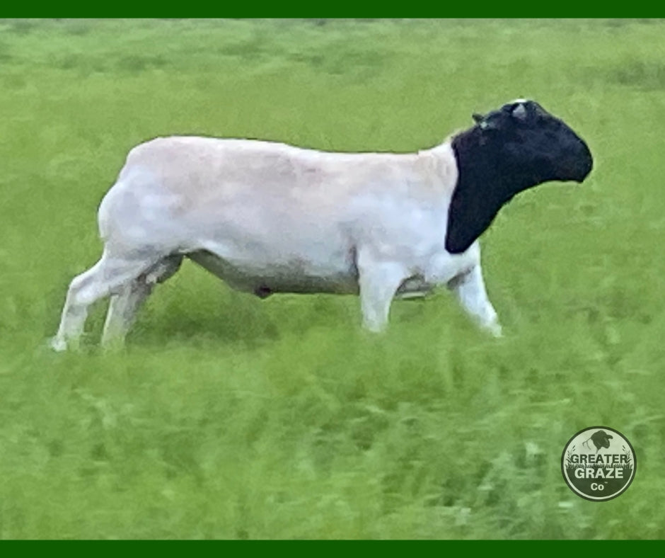 GG103 registered Dorper ram walking in pasture near Plantersville Texas