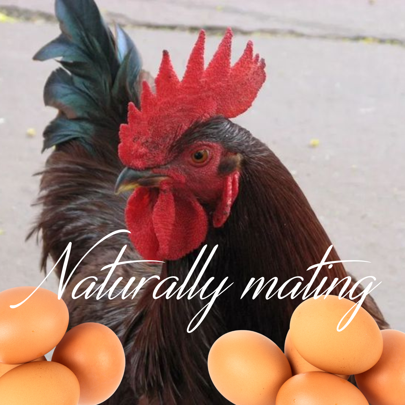 Rhode Island Red Fertile Hatching Eggs – Farm Fresh, Free Range, Fast Free Expedited Shipping | Greater Graze™