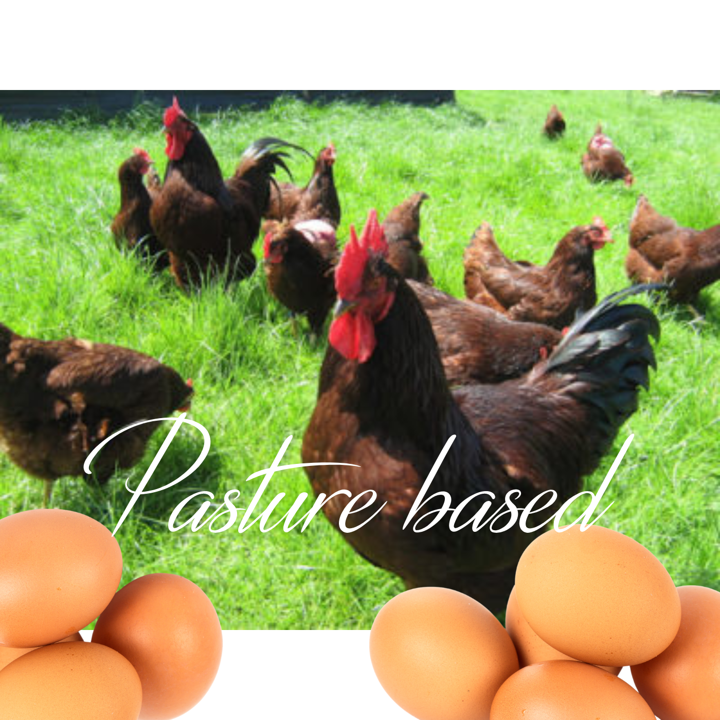 Rhode Island Red Fertile Hatching Eggs – Pre-Order Farm Fresh Free Range | Greater Graze™