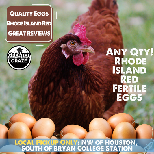 Rhode Island Red Fertile Hatching Eggs – Local Pickup, Choose Quantity | Greater Graze™