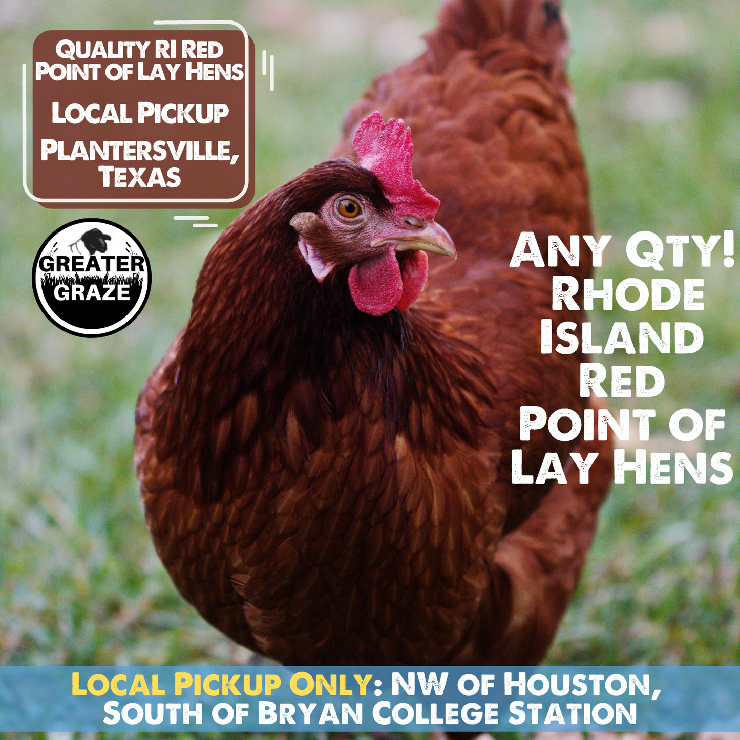 [LOCAL Pickup] POINT OF LAY Hens, Rhode Island Red - Plantersville, TX